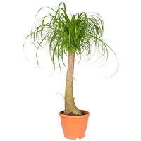 Elefantenfuß, Topf-Ø 26 cm, Höhe ca. 100 cm