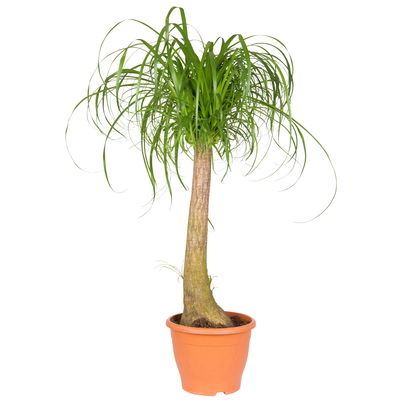 Elefantenfuß, Stamm, Topf-Ø 26 cm, Höhe ca. 100 cm