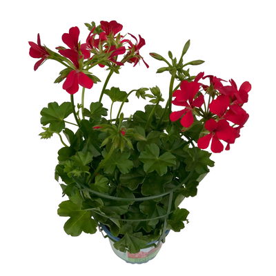 Geranie 'Rainbow Red'  rot, hängend, Topf-Ø 13 cm, 6 Pflanzen