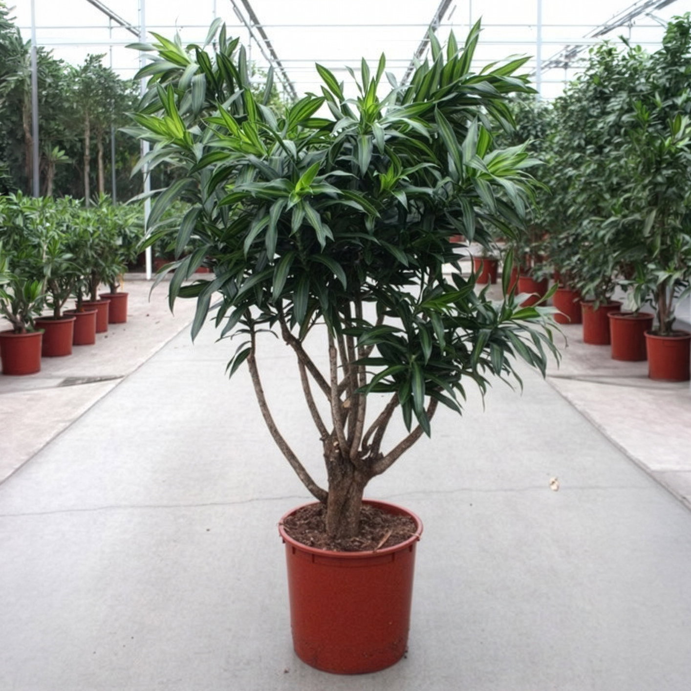 Drachenbaum 'Song of Jamaica', Topf-Ø 34 cm, Höhe ca. 150 cm