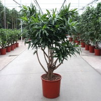 Drachenbaum 'Song of Jamaica', Topf-Ø 34 cm, Höhe ca. 150 cm