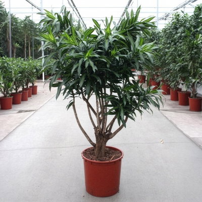 Drachenbaum 'Song of Jamaica', Topf-Ø 34 cm, Höhe ca. 150 cm