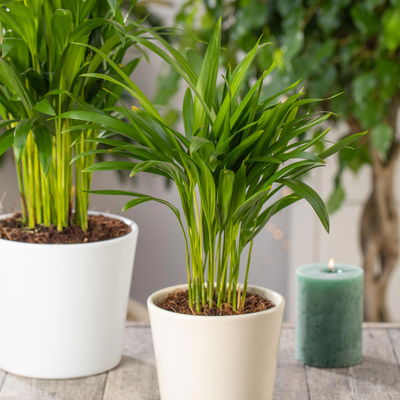 Dypsis lutescens T13 H55 (*) Dypsis lutescens T13 H55 (*)