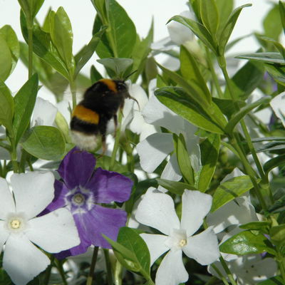 Vinca minor Bavaria® (Immergrün-Duo blau/weiß), 6er-Set, Topf 13 cm Ø