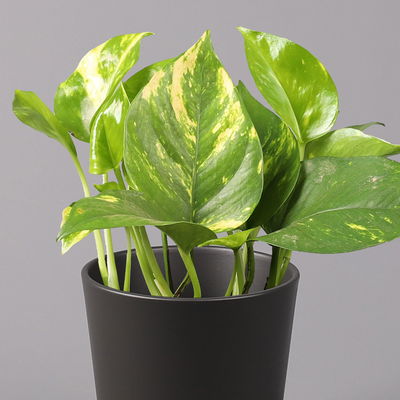 Efeutute mit Keramiktopf Dallas anthrazit, Topf-Ø 12 cm, 2 Pflanzen