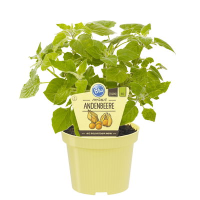 Blu Bio Andenbeere, Topf-Ø 12 cm, 3er Set