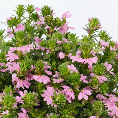 Fächerblume 'Blessing™ Pink' rosa, Topf-Ø 13/14 cm, 4er-Set Fächerblume 'Blessing™ Pink' rosa, Topf-Ø 13/14 cm, 4er-Set