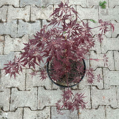 Roter Schlitzahorn 'Dissectum Garnet', Höhe 40 - 60 cm, Topf 7,5 Liter Roter Schlitzahorn 'Dissectum Garnet', Höhe 40 - 60 cm, Topf 7,5 Liter