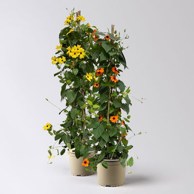 Schwarzäugige Susanne, Pyramide, Farbe zufällig, Topf-Ø 21cm