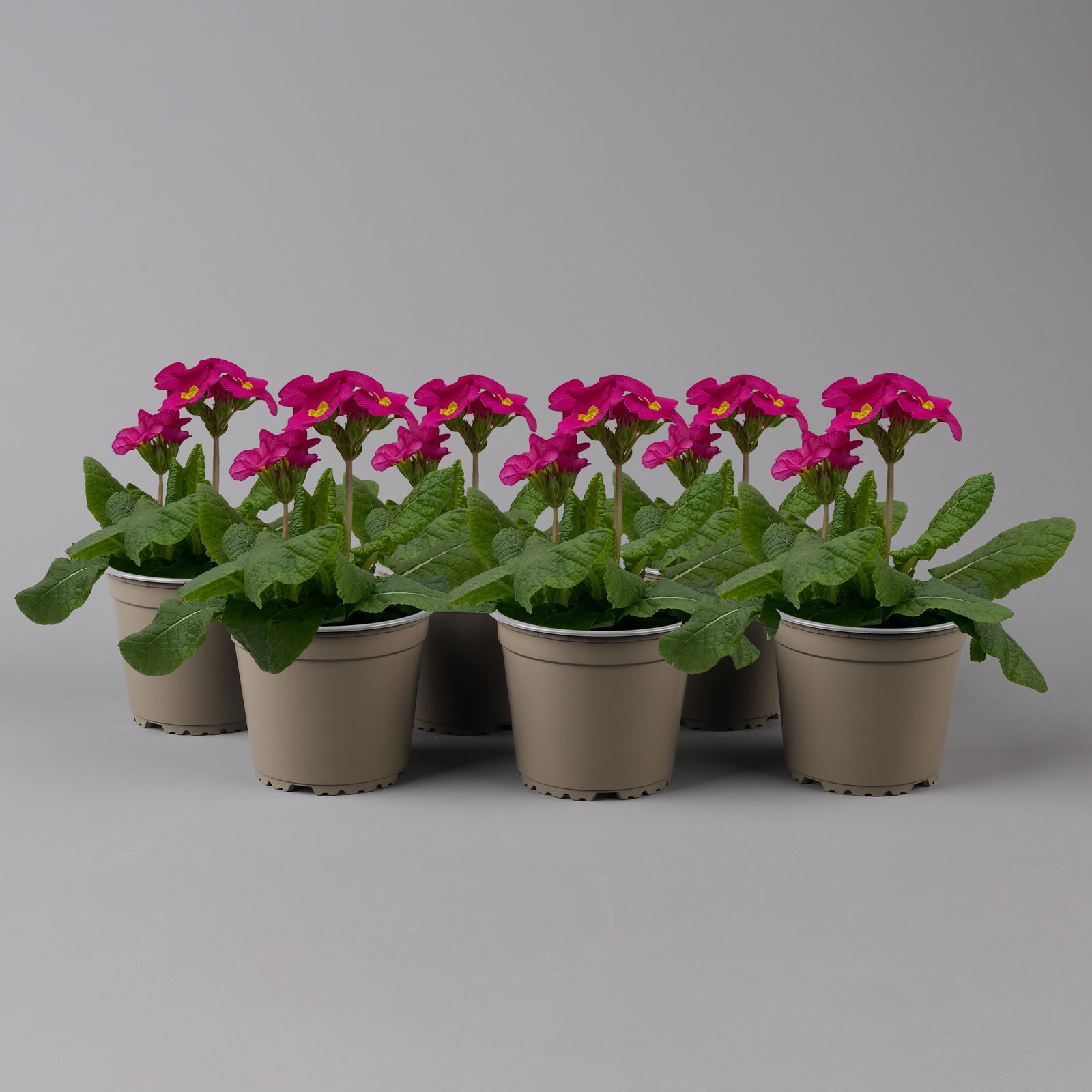 Hohe Schlüsselblume 'Inara® Pink' pink, Topf-Ø 13 cm, 6er-Set