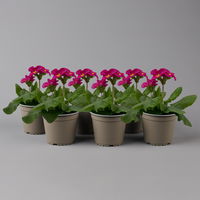 Hohe Schlüsselblume 'Inara® Pink' pink, Topf-Ø 13 cm, 6er-Set