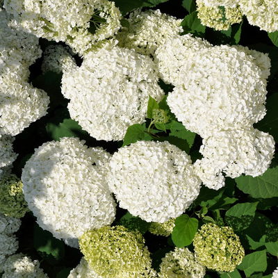 Schneeballhortensie 'Annabelle' im 10 l Topf Schneeballhortensie 'Annabelle' im 10 l Topf
