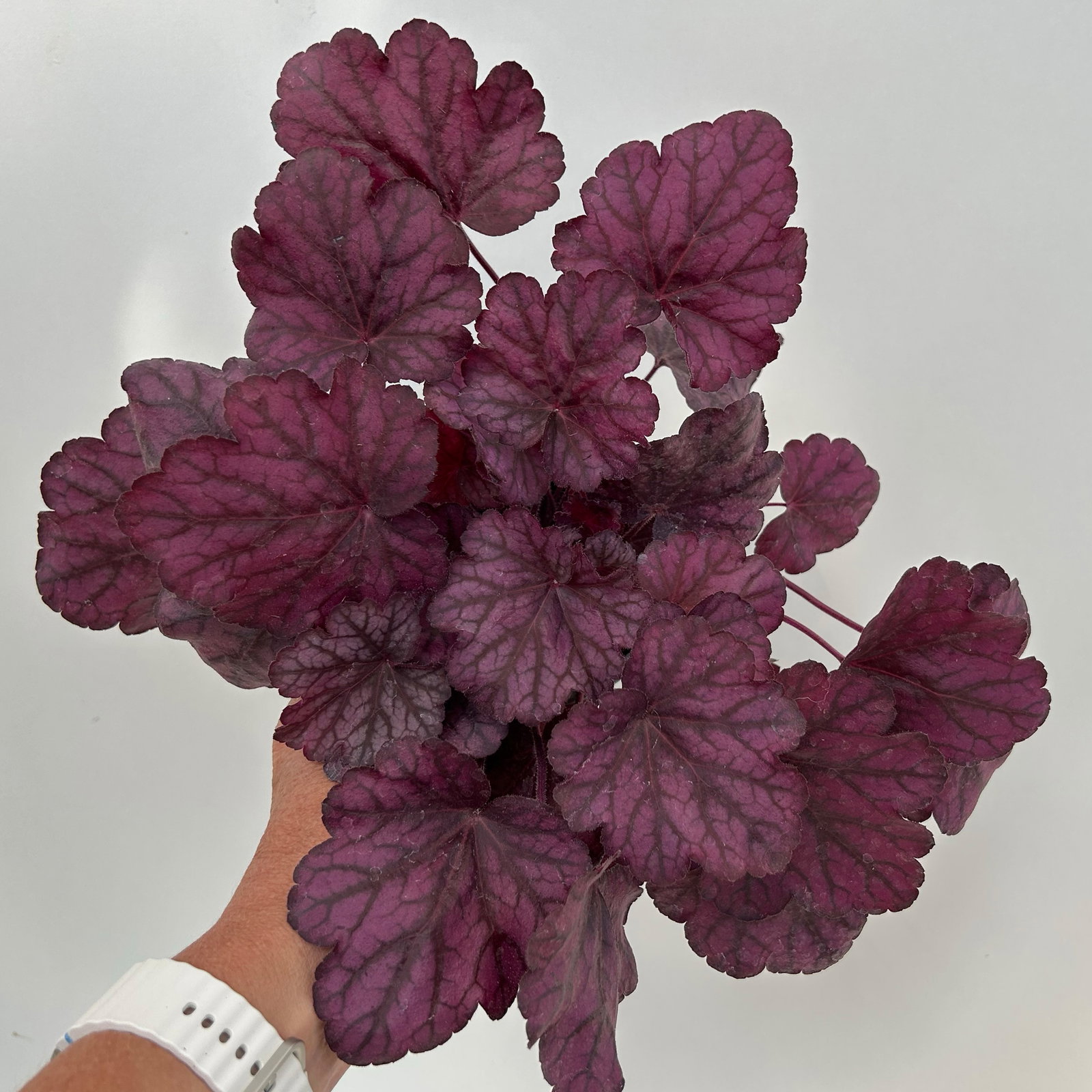 Bio Purpurglöckchen 'Wild Rose', violett, Topf-Ø 12 cm, 3 Pflanzen