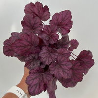 Bio Purpurglöckchen 'Wild Rose', violett, Topf-Ø 12 cm, 3 Pflanzen