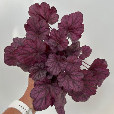 Bio Purpurglöckchen 'Wild Rose', violett, Topf-Ø 12 cm, 3 Pflanzen