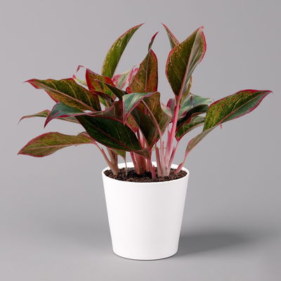 Aglaonema 'Crete', mit Übertopf Dallas weiß, Topf-Ø 12 cm Aglaonema 'Crete', mit Übertopf Dallas weiß, Topf-Ø 12 cm