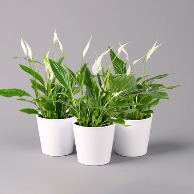 Einblatt 'Bellini', Topf-Ø 13 cm, mit Topf Dallas weiß, 3 Pflanzen Einblatt 'Bellini', Topf-Ø 13 cm, mit Topf Dallas weiß, 3 Pflanzen