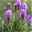 Bio Prachtscharte 'Kobold' violett, Topf-Ø 11 cm, 3er-Set