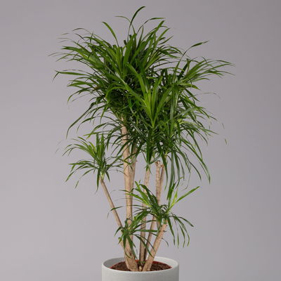 Drachenbaum 'Anita', verzweigt, Topf-Ø 27 cm, Höhe ca. 120 cm