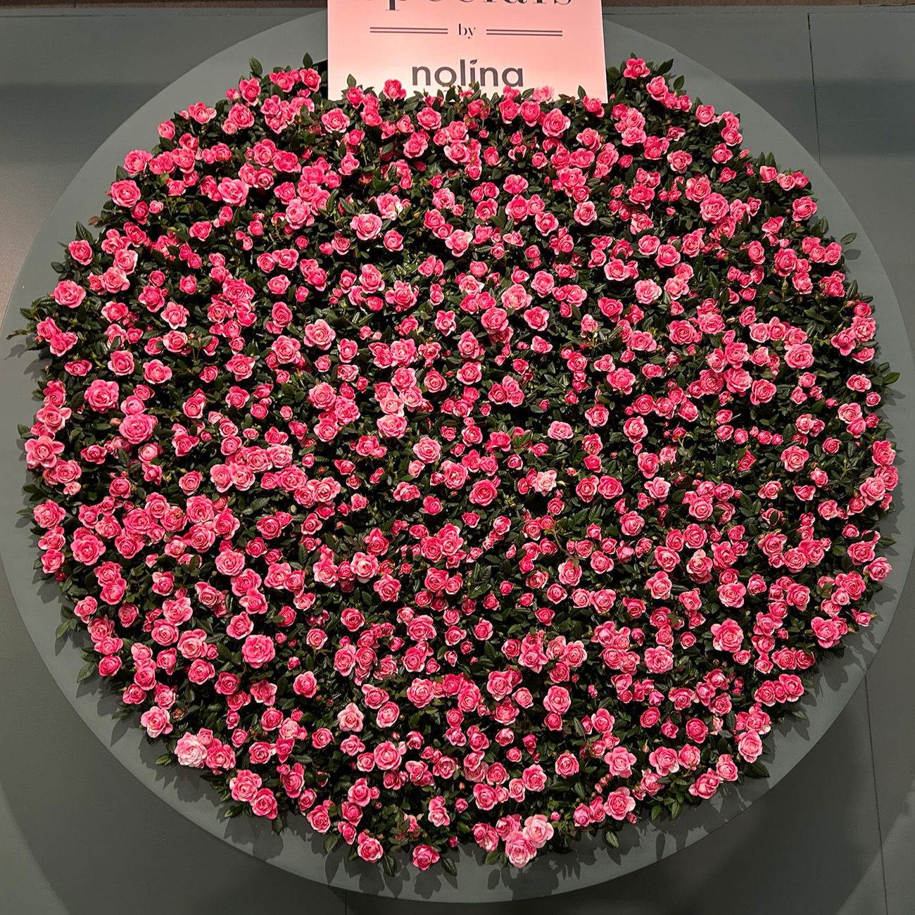 Rose 'Vieve', rosa-weiß, Topf-Ø 10,5 cm, 3 Pflanzen