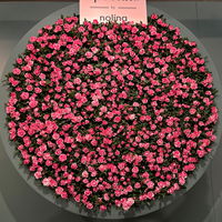 Rose 'Vieve', rosa-weiß, Topf-Ø 10,5 cm, 3 Pflanzen