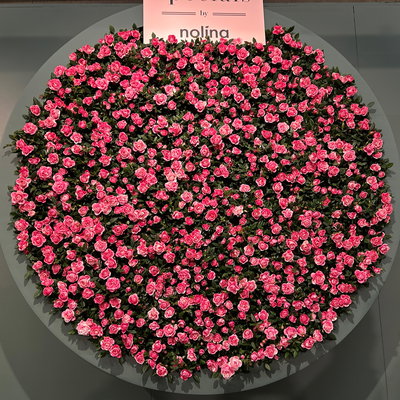 Rose 'Vieve', rosa-weiß, Topf-Ø 10,5 cm, 3 Pflanzen