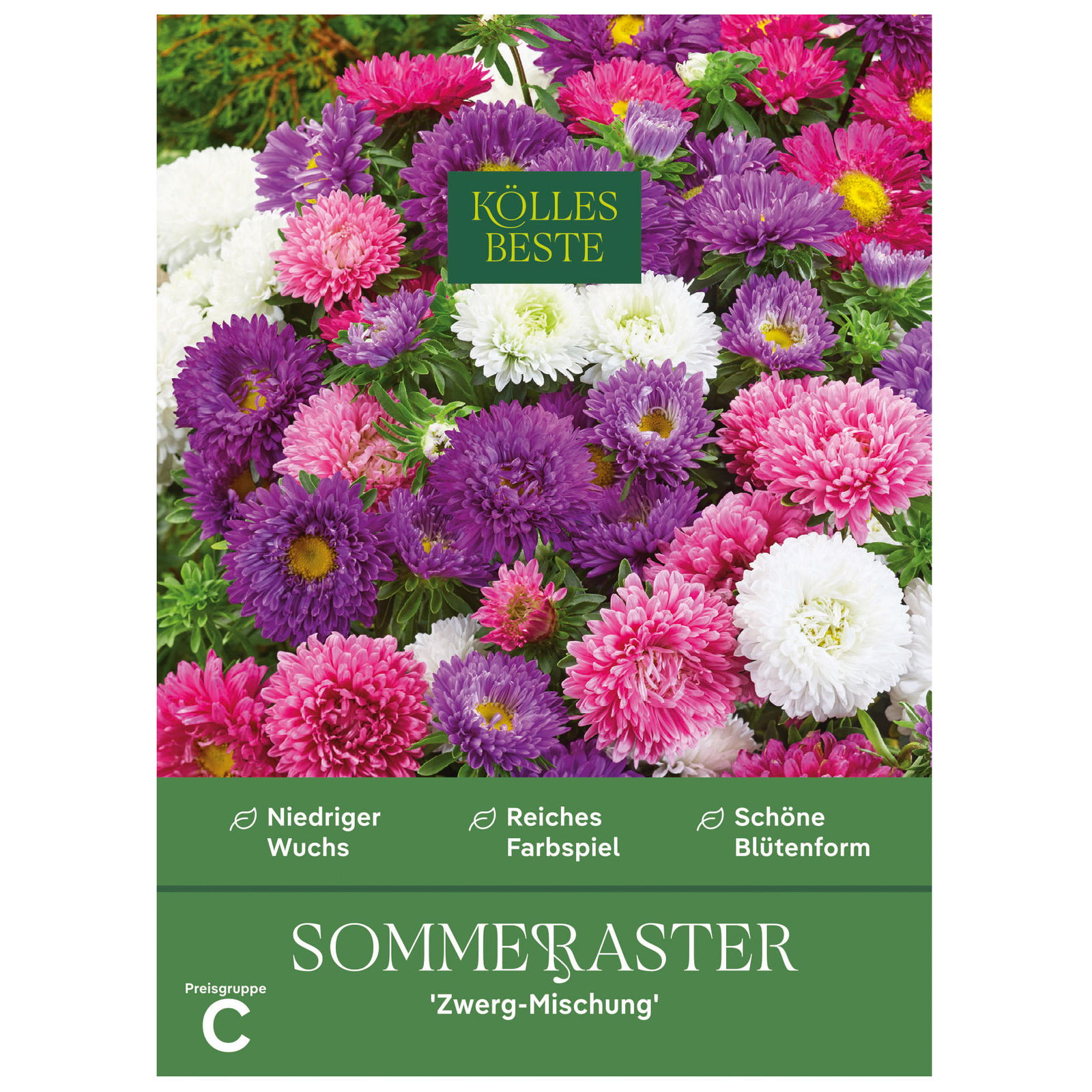 Kölles Beste Blumensamen, Sommeraster 'Zwerg-Mischung'