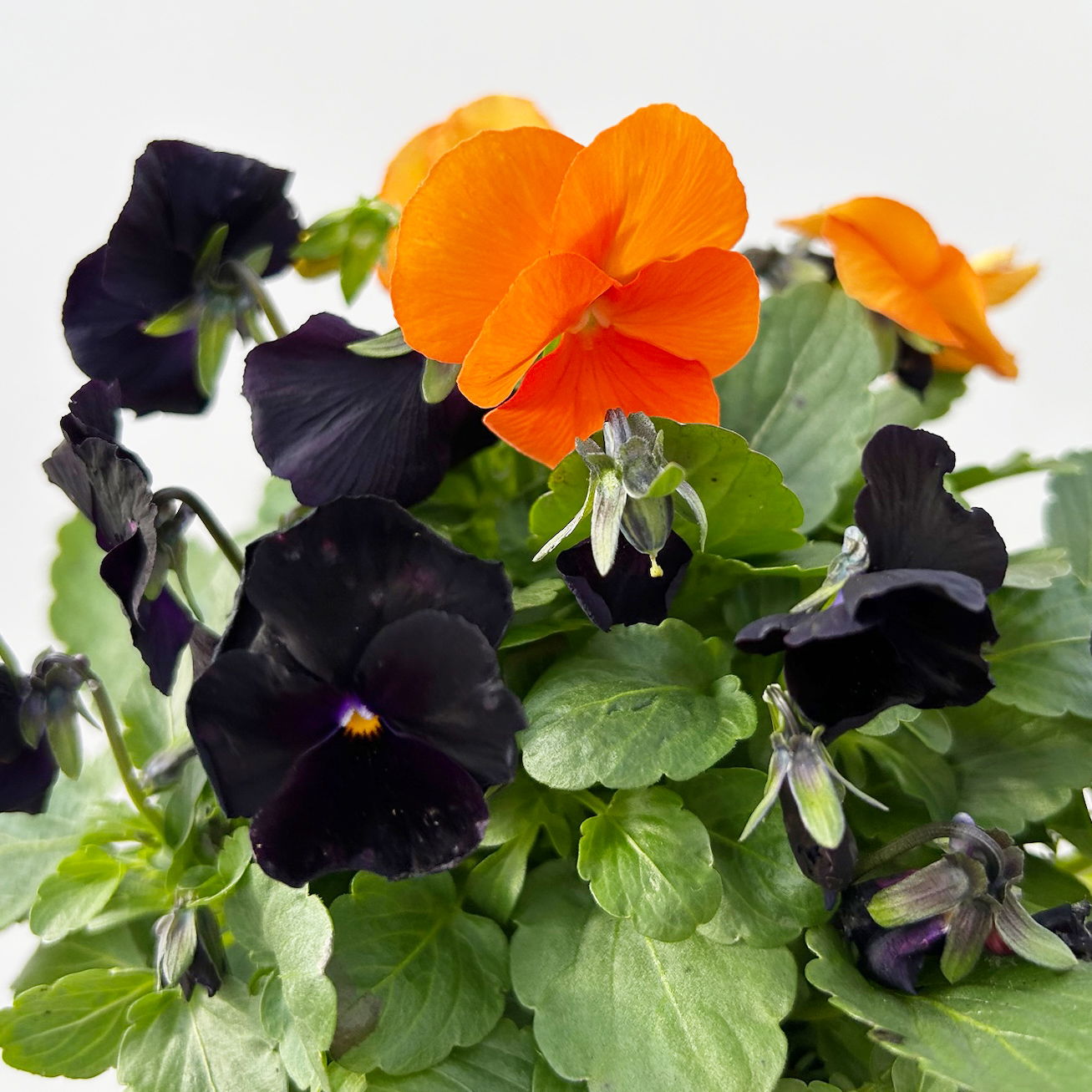 Hornveilchen 'Halloween', orange-schwarz, Topf-Ø 13 cm, 6 Pflanzen