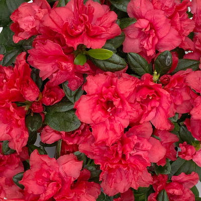 Azalee rot gefüllt mit Keramiktopf Dallas anthrazit, Topf-Ø 12 cm, 3er-Set Azalee rot gefüllt mit Keramiktopf Dallas anthrazit, Topf-Ø 12 cm, 3er-Set