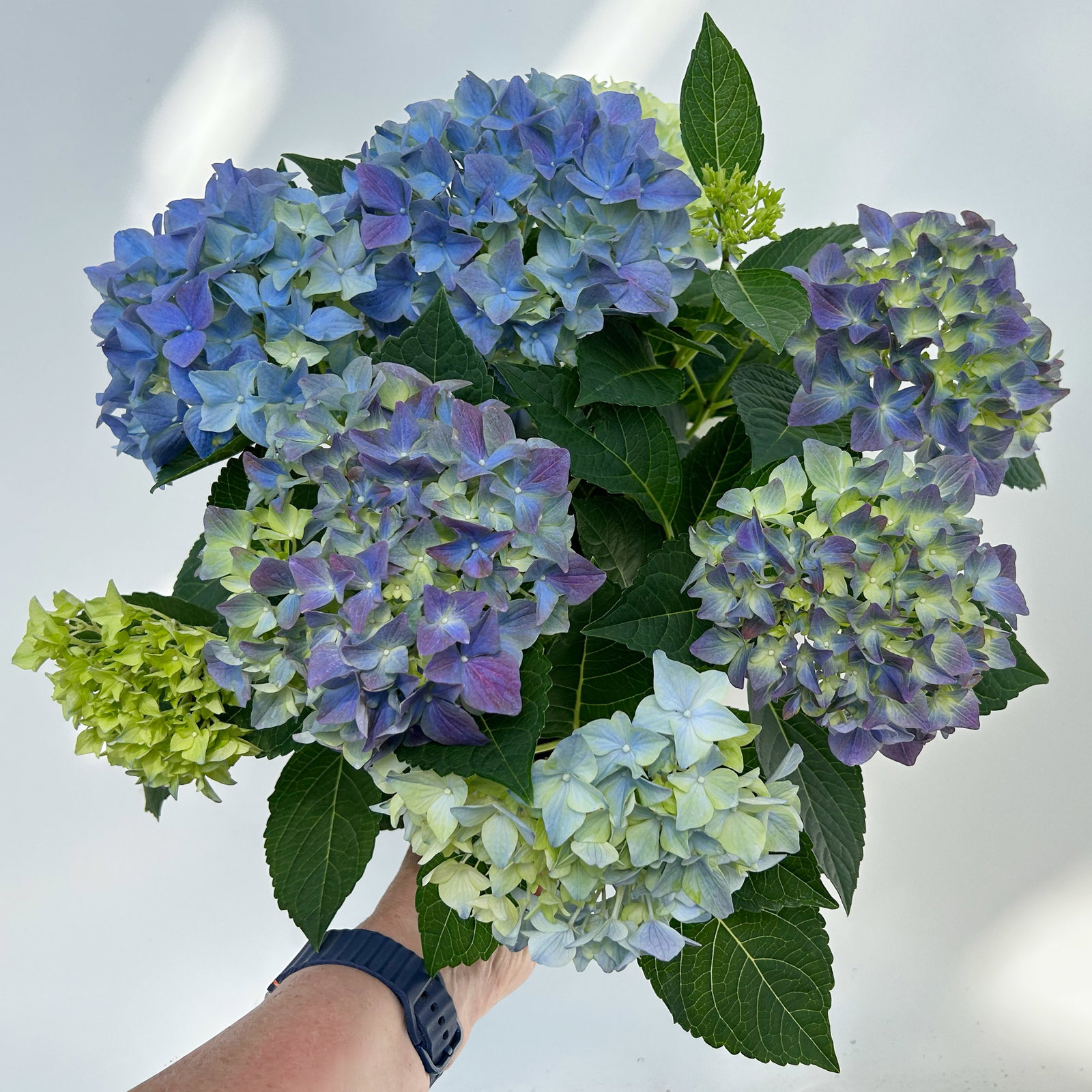Hortensie 'Everlast Blue', Topf-Ø 14 cm, H: 40 cm, 2 Pflanzen