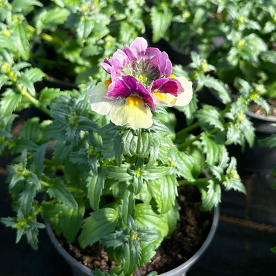 Pflanzenkreation 'Duft', 12 Pflanzen inkl. Erde und Dünger