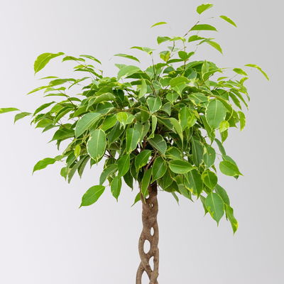 Birkenfeige 'Golden King', Flechtstamm, Topf-Ø 17 cm, Höhe ca. 65 cm Birkenfeige 'Golden King', Flechtstamm, Topf-Ø 17 cm, Höhe ca. 65 cm