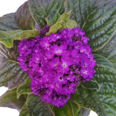 Vanilleblume lilablau, Topf-Ø 12 cm, 6er-Set