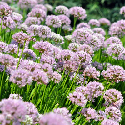 Bio Zierlauch 'Summer Beauty', hell violett, Topf 11x11 cm, 3 Pflanzen Bio Zierlauch 'Summer Beauty', hell violett, Topf 11x11 cm, 3 Pflanzen