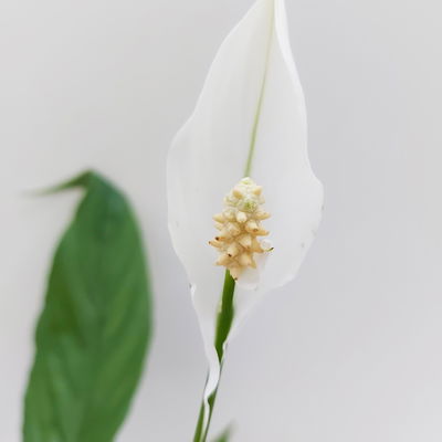 Spathiphyllum Bellini T13 H40 (*) Spathiphyllum Bellini T13 H40 (*)