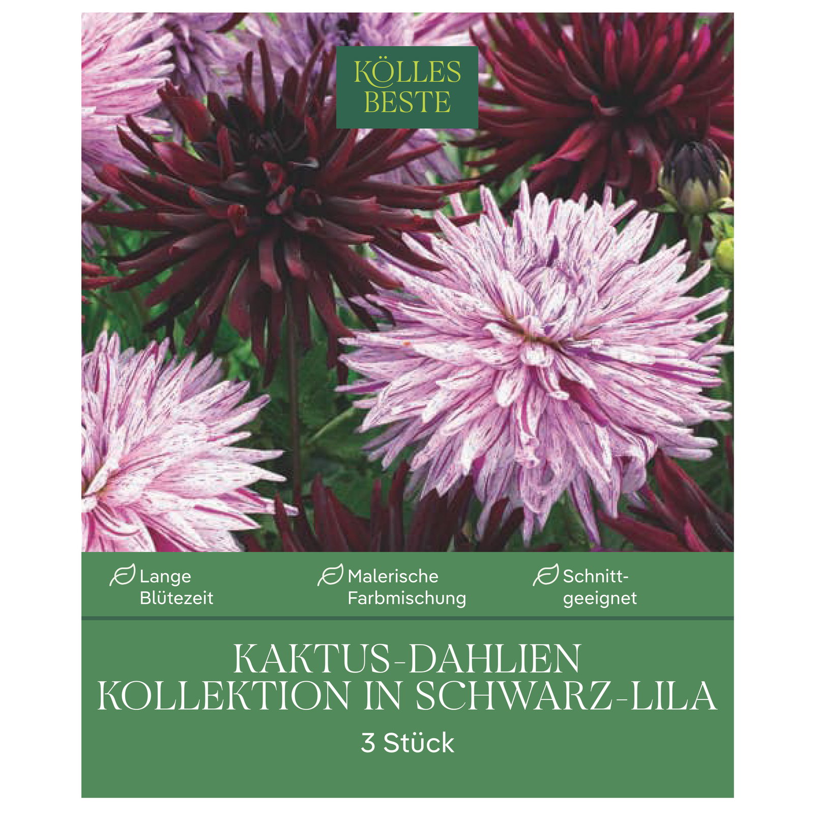 Kölles Beste Kaktus-Dahlien-Kollektion schwarz-lila, 3 Blumenknollen Kölles Beste Kaktus-Dahlien-Kollektion schwarz-lila, 3 Blumenknollen