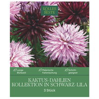 Kölles Beste Kaktus-Dahlien-Kollektion schwarz-lila, 3 Blumenknollen Kölles Beste Kaktus-Dahlien-Kollektion schwarz-lila, 3 Blumenknollen