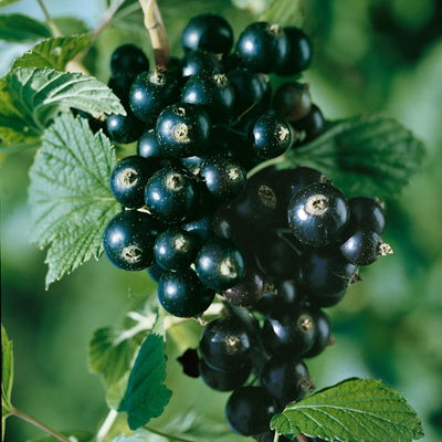 Johannisbeeren 'Weiß & Schwarz', Topf 2 Liter, 4 Pflanzen Johannisbeeren 'Weiß & Schwarz', Topf 2 Liter, 4 Pflanzen