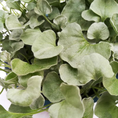 Silberregen, silbergrau, Topf-Ø 12 cm, 6 Pflanzen