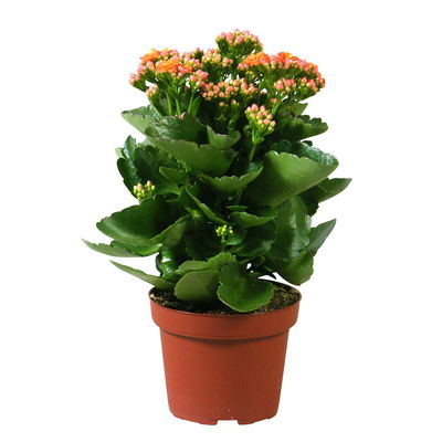 Flammendes Käthchen, Kalanchoe blossfeldiana 'Calandiva', orange, Gesamthöhe ca. 26 cm
