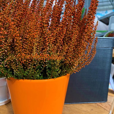 Knospenheide 'Picasso', orange gefärbt, Topf-Ø 12 cm, 6 Pflanzen Knospenheide 'Picasso', orange gefärbt, Topf-Ø 12 cm, 6 Pflanzen
