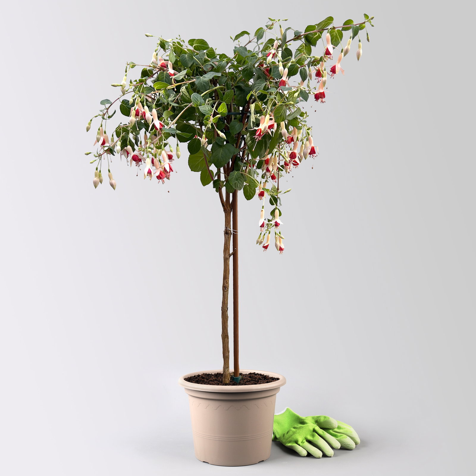 Fuchsie, Stamm, Farbe zufällig, Topf-Ø 23 cm Fuchsie, Stamm, Farbe zufällig, Topf-Ø 23 cm