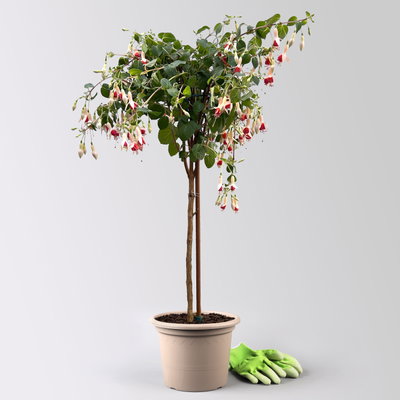 Fuchsie, Stamm, Farbe zufällig, Topf-Ø 23 cm Fuchsie, Stamm, Farbe zufällig, Topf-Ø 23 cm