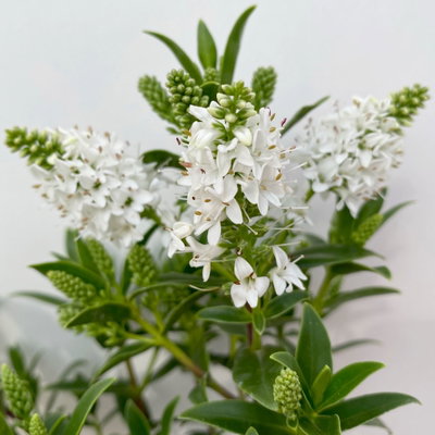 Hebe 'All Blooms®', weiß, Topf-Ø 10,5 cm, 6 Pflanzen Hebe 'All Blooms®', weiß, Topf-Ø 10,5 cm, 6 Pflanzen