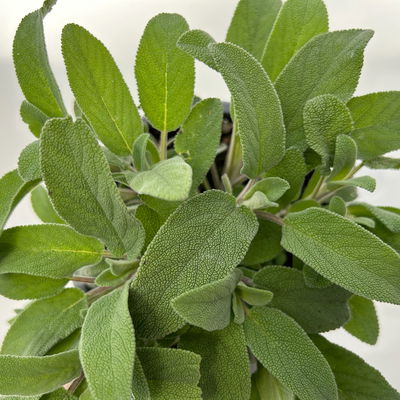 Sunny Herbs® Salbei kleinblättrig, violettblau, Topf-Ø 14cm, 4 Pflanzen