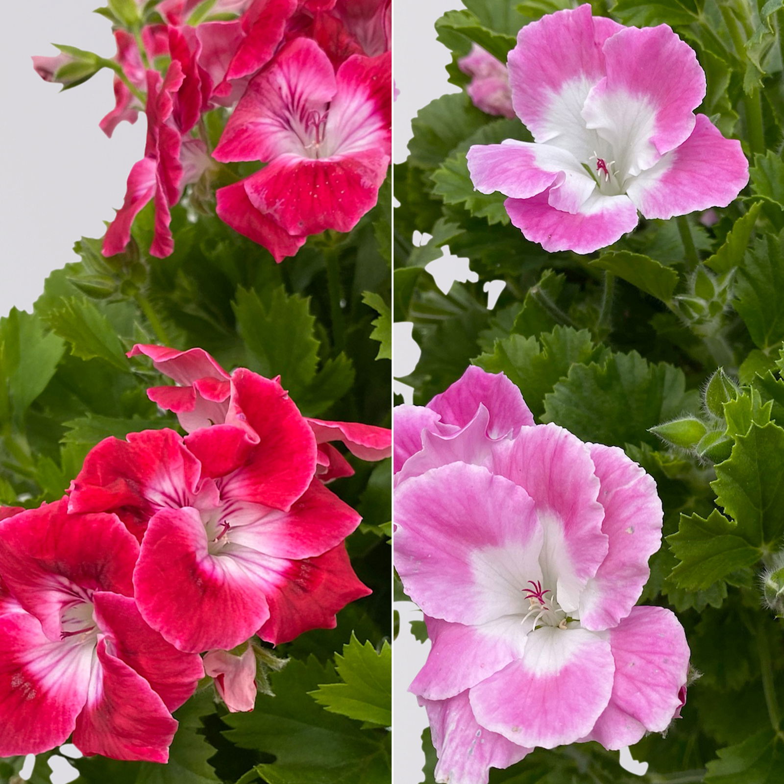 Pelargonium 'Bermuda®', Farbe zufällig, Stämmchen, Topf-Ø 19 cm