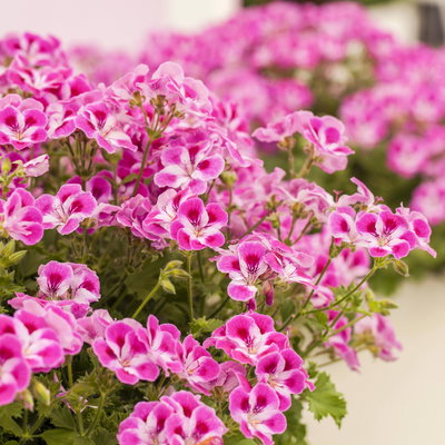 Geranie 'Pinkerbell®' pink/weiß, stehend, Topf-Ø 13 cm, 6er-Set