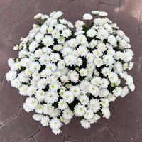 Chrysanthemen, weiß, Topf-Ø 14 cm, 4 Pflanzen