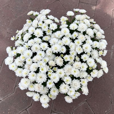 Chrysanthemen, weiß, Topf-Ø 14 cm, 4 Pflanzen Chrysanthemen, weiß, Topf-Ø 14 cm, 4 Pflanzen