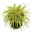 Bio Gartensegge 'Eversheen', Topf-Ø 12 cm, 3 Pflanzen